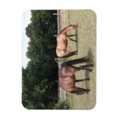 Bucht und Entenpferde Weiden in Weide Magnet (Vertikal)