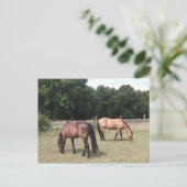 Bucht und Pferde Postkarte (Stehend Vorderseite)