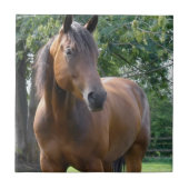 Buchtthoroughbred-Pferdefliese Fliese (Vorderseite)