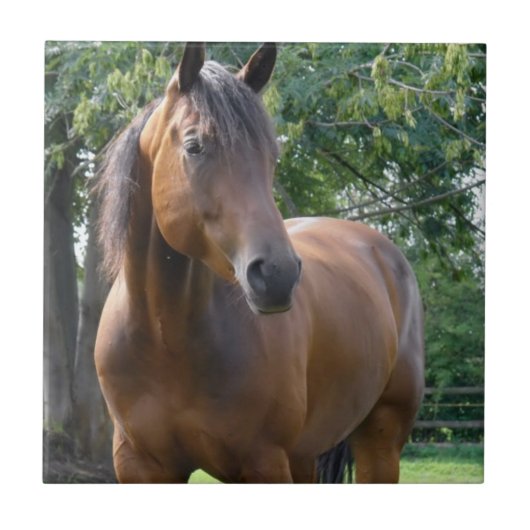 Buchtthoroughbred-Pferdefliese Fliese (Vorderseite)