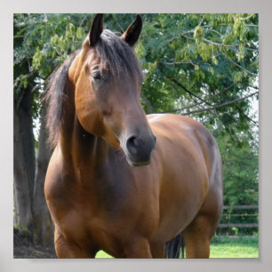 Buchtthoroughbred-Pferdeplakat-Druck Poster