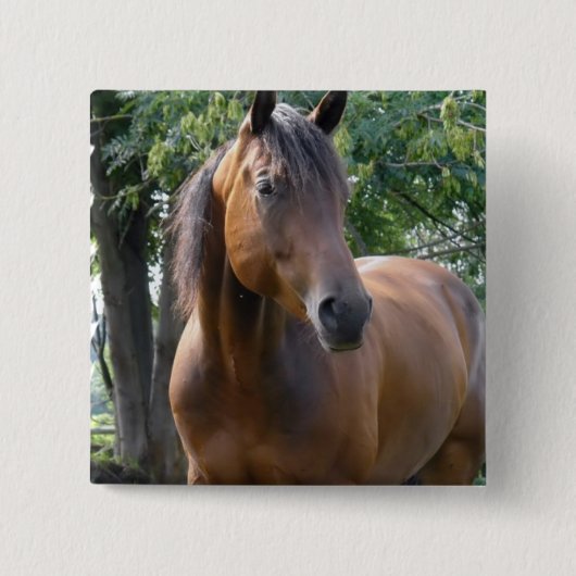 Buchtthoroughbred-Pferdequadrat-Button Button (Vorderseite)