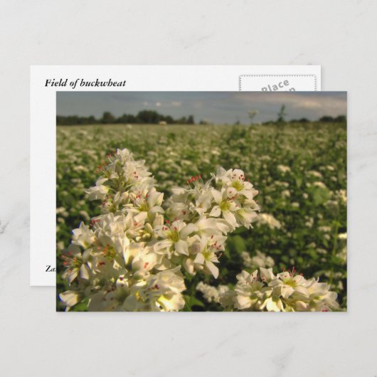 Buchweizenfeld Postkarte (Vorne/Hinten)