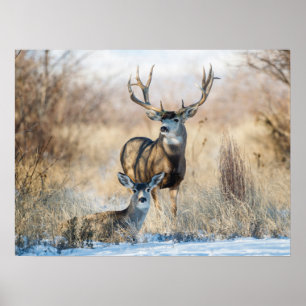 Buck Couple Maultierhirsch Poster