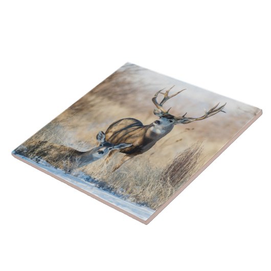 Buck Couple | Mule Deer Fliese (Seite)