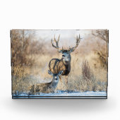 Buck Couple | Mule Deer Fotoblock (Vorderseite)