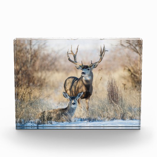 Buck Couple | Mule Deer Fotoblock (Vorderseite)