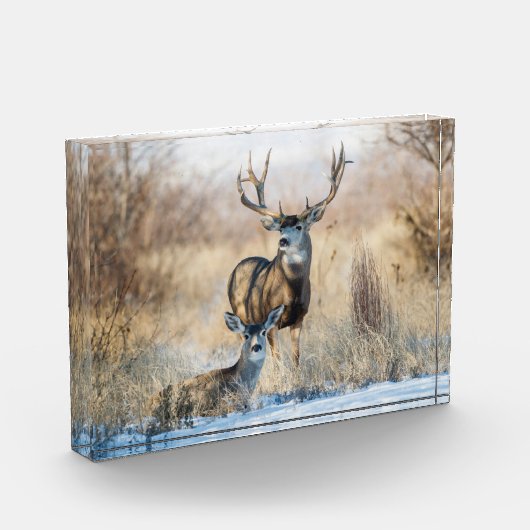 Buck Couple | Mule Deer Fotoblock (Links)