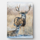 Buck Couple | Mule Deer Fotoplatte (Vorderseite)