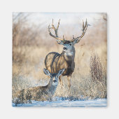 Buck Couple | Mule Deer Magnet (Vorne)