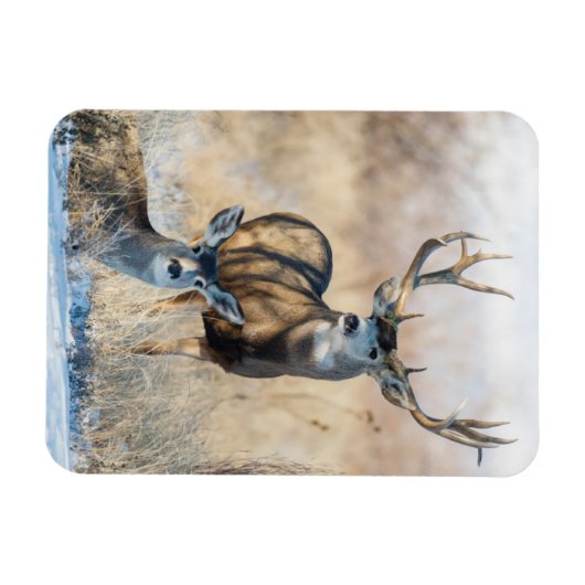 Buck Couple | Mule Deer Magnet (Horizontal)