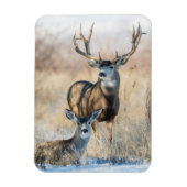 Buck Couple | Mule Deer Magnet (Vertikal)