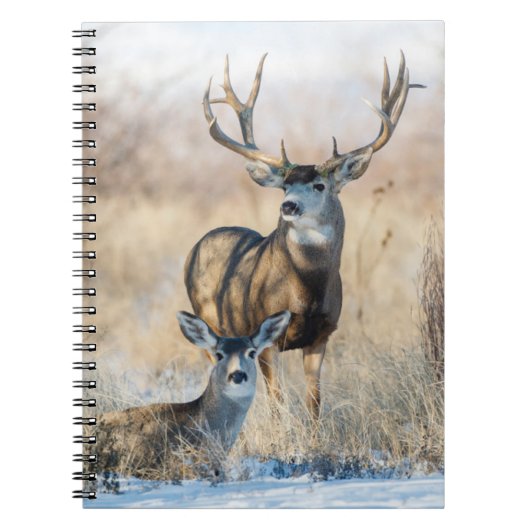 Buck Couple | Mule Deer Notizblock (Vorderseite)