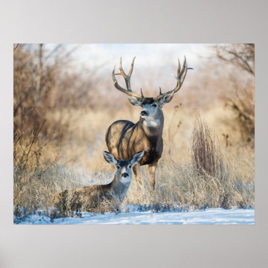 Buck Couple | Mule Deer Poster (Vorne)