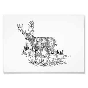 Buck Deer Fotodruck