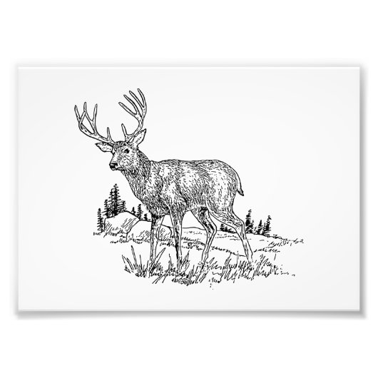 Buck Deer Fotodruck (Vorne)