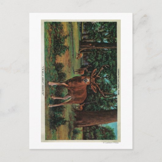 Buck Deer im Yosemite-Nationalpark Postkarte (Vorderseite)