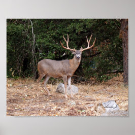 Buck Deer in Kalifornien USA Canvas Print Poster