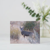 Buck Deer Postcard Postkarte (Stehend Vorderseite)