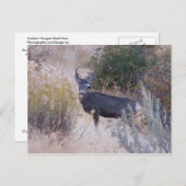 Buck Deer Postcard Postkarte (Vorne/Hinten)