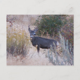 Buck Deer Postcard Postkarte