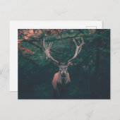 Buck Deer Wild Animal Postkarte (Vorne/Hinten)