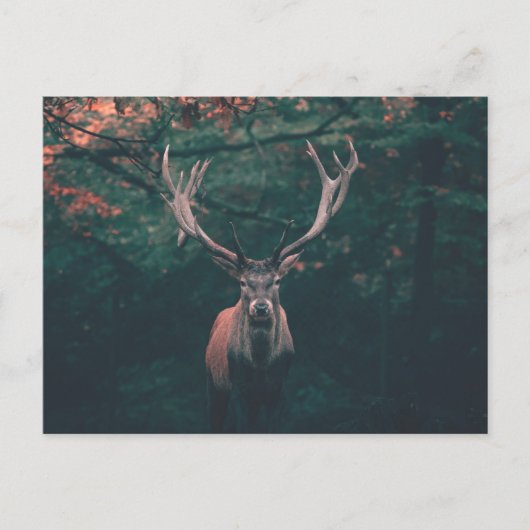 Buck Deer Wild Animal Postkarte (Vorderseite)