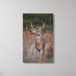 Buck hält hier an! leinwanddruck