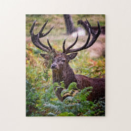 Buck in Richmond Park - 11x14 - 252 Stück Puzzle