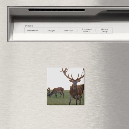 Buck Magnet (In Situ (Geschirrspüler))