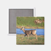 Buck Magnet (Vorderseite/Rückseite)