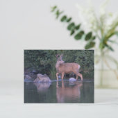 Buck Mule Deer in Velvet Morning Crossing Postkarte (Stehend Vorderseite)