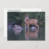 Buck Mule Deer in Velvet Morning Crossing Postkarte (Vorne/Hinten)
