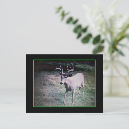 Buck Postcard Postkarte (Stehend Vorderseite)