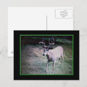 Buck Postcard Postkarte (Vorne/Hinten)