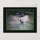 Buck Postcard Postkarte (Vorderseite)