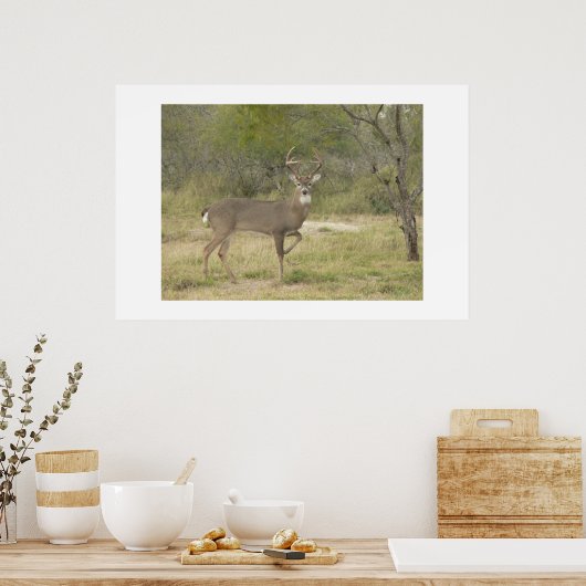 Buck. Poster (Küche)