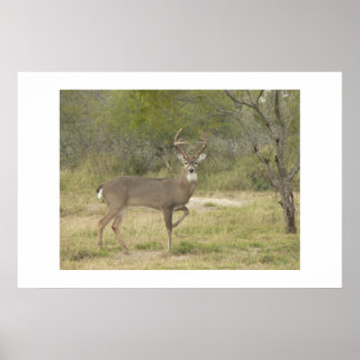 Buck. Poster