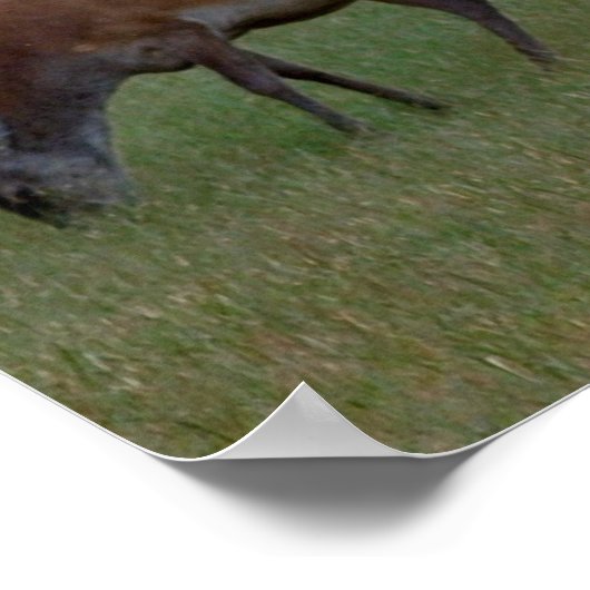 Buck Poster Print (Ecke)
