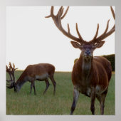 Buck Poster Print (Vorne)