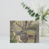 Buck Postkarte (Stehend Vorderseite)