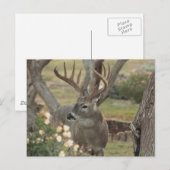 Buck Postkarte (Vorne/Hinten)