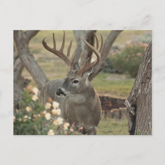 Buck Postkarte (Vorderseite)