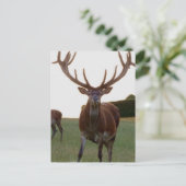 Buck Postkarten (Stehend Vorderseite)