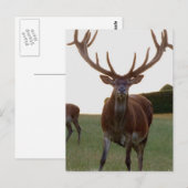 Buck Postkarten (Vorne/Hinten)