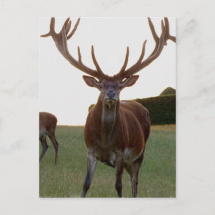 Buck Postkarten