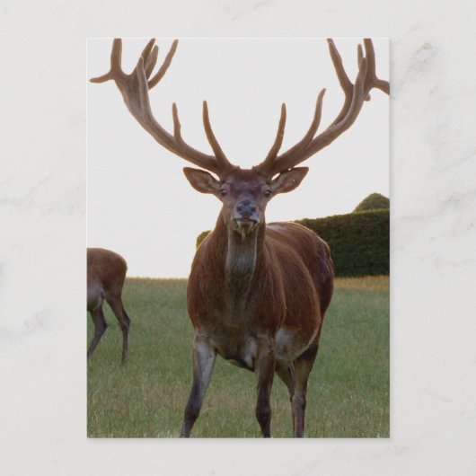 Buck Postkarten (Vorderseite)