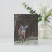 Buck Stag Deer, der seinen Boden markiert Postkarte (Stehend Vorderseite)
