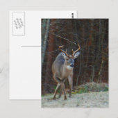 Buck Stag Deer, der seinen Boden markiert Postkarte (Vorne/Hinten)