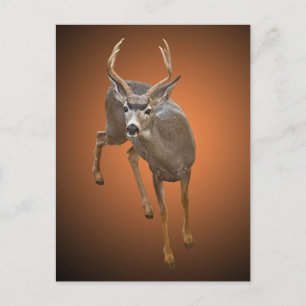 BUCK STOPS HIER POSTKARTE